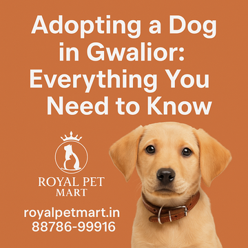 Adopting a Dog in Gwalior: Everything You Need to Know