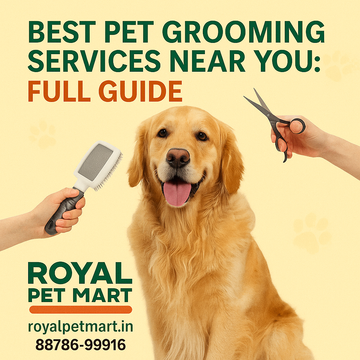 Best Pet Grooming Services Near You: Full Guide