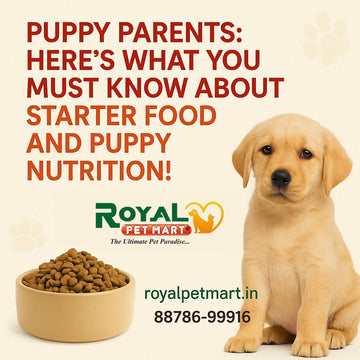 Best Pet Shops Near You: Where to Find Your Furry Friends