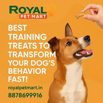 Best Training Treats to Transform Your Dog's Behavior Fast!