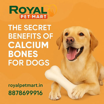 The Secret Benefits of Calcium Bones for Dogs
