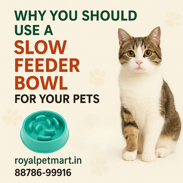 Why You Should Use a Slow Feeder Bowl for Your Pets