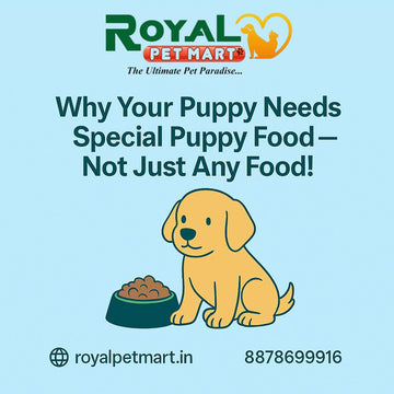Why Your Puppy Needs Special Puppy Food — Not Just Any Food!