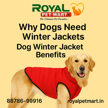 Why Dogs Need Winter Jackets: Dog Winter Jacket Benefits