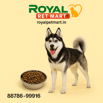 Husky Dog Price in India & the Best Diet to Keep Them Healthy