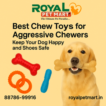 Best Chew Toys for Aggressive Chewers: Keep Your Dog Happy and Shoes Safe