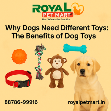 Why Dogs Need Different Toys: The Benefits of Dog Toys