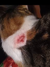 Rashes
