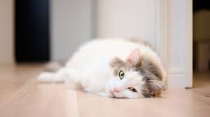 Renal Failure